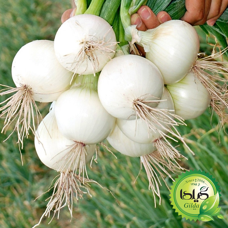 بذر پیاز سفید سینا گیلدا کد 410
