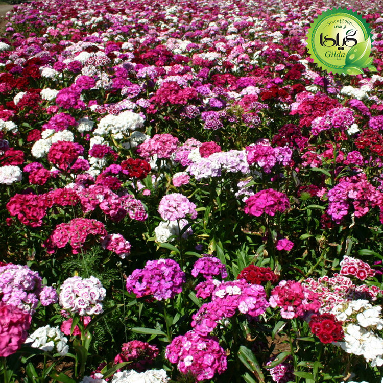 بذر قرنفل پرگل گیلدا کد 882
