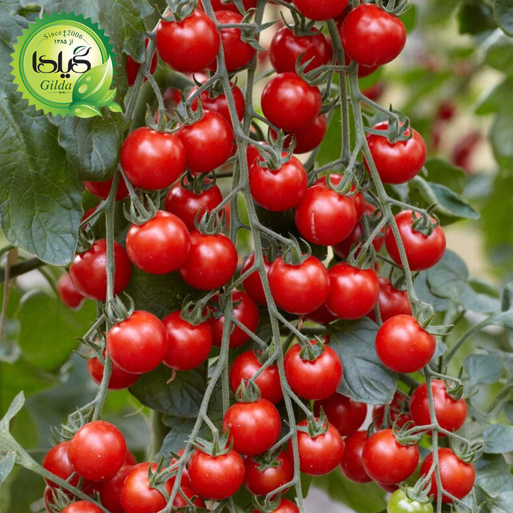 بذر گوجه چری قرمز گیلدا کد 570