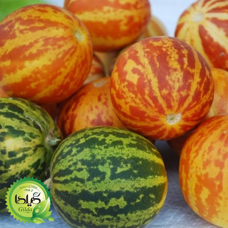 بذر دستنبو گیلدا کد 760