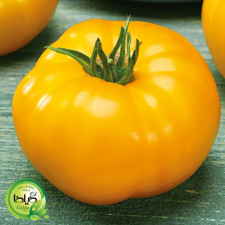 بذر گوجه درشت طلائی گیلدا کد 565