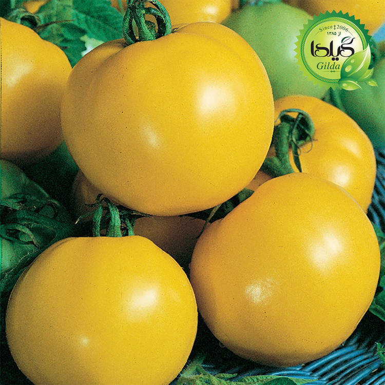 بذر گوجه درشت طلائی گیلدا کد 565