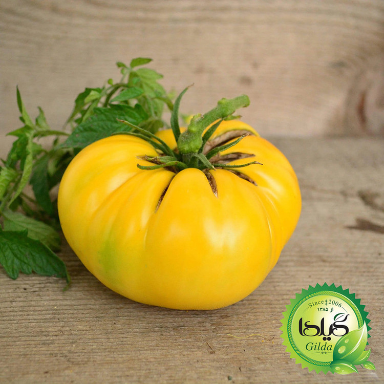 بذر گوجه درشت طلائی گیلدا کد 565
