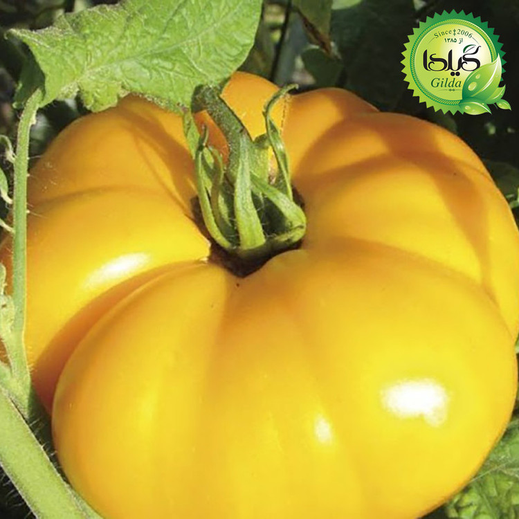 بذر گوجه درشت طلائی گیلدا کد 565