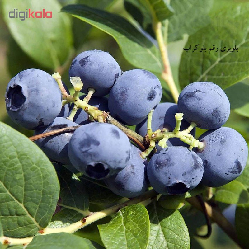 بذر میوه بلوبری بلوکراپ مدل 001