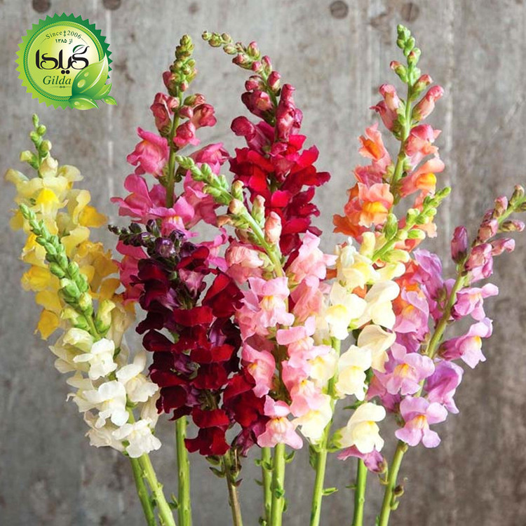 بذر میمون پابلند الوان گیلدا کد 875