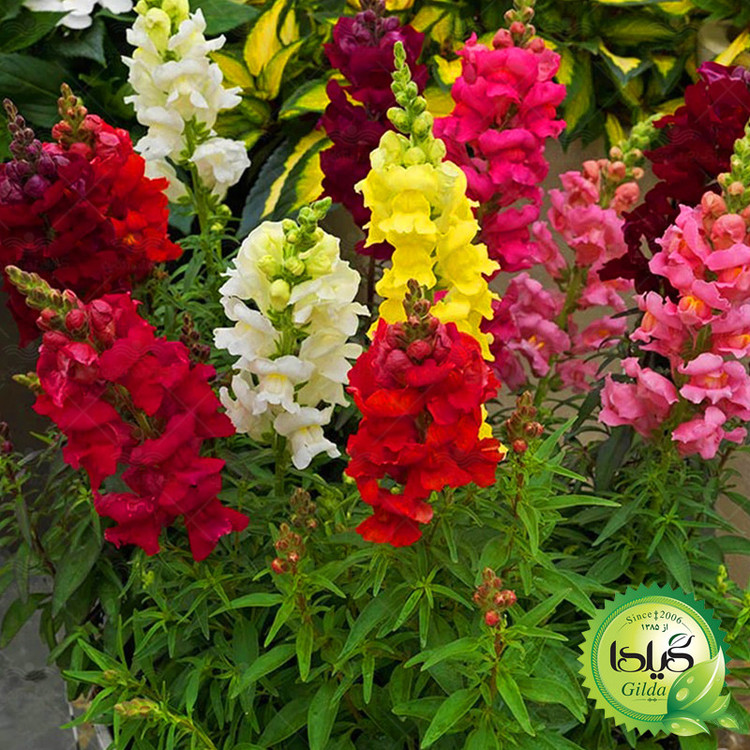 بذر میمون پابلند الوان گیلدا کد 875
