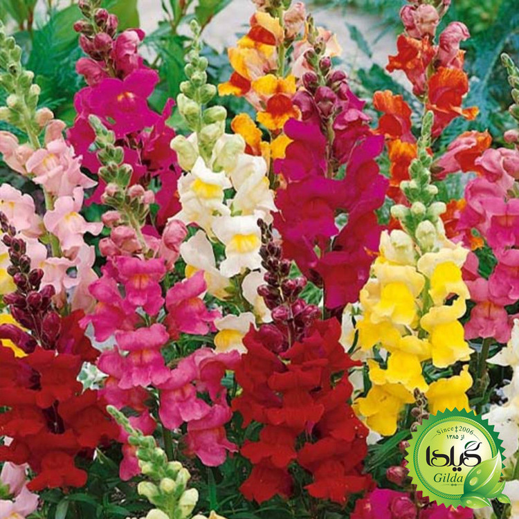 بذر میمون پابلند الوان گیلدا کد 875