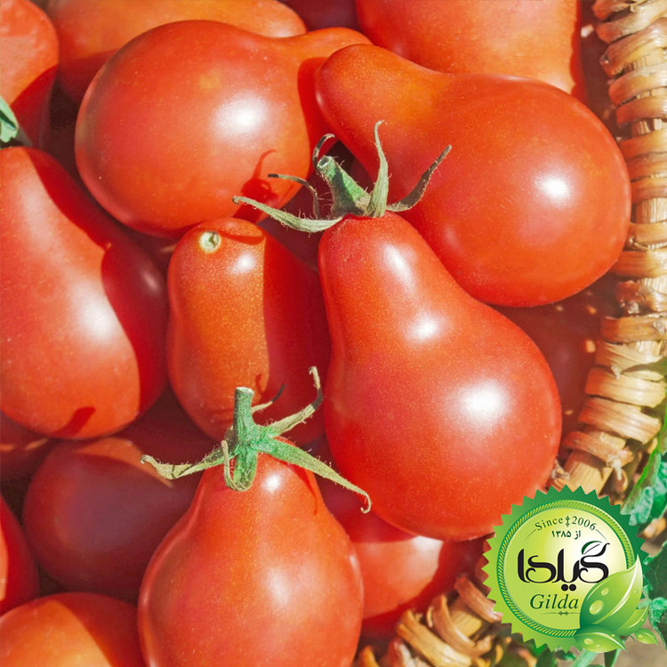 بذر گوجه ریز گلابی قرمز گیلدا کد 573