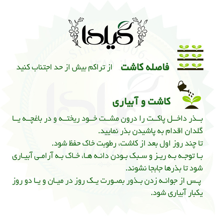 بذر اسفناج گلدانی پاکوتاه گیلدا کد 131