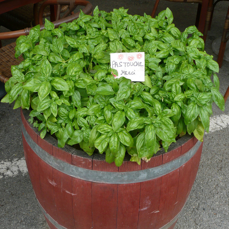 بذر ریحان ایتالیایی سانیا سید مدل S7