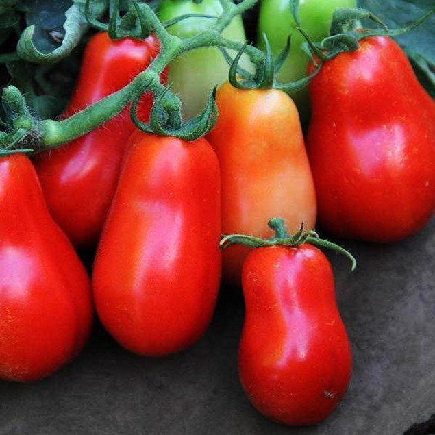 بذر گوجه زیتونی قرمز درشت درختی وانیا سید مدل G61