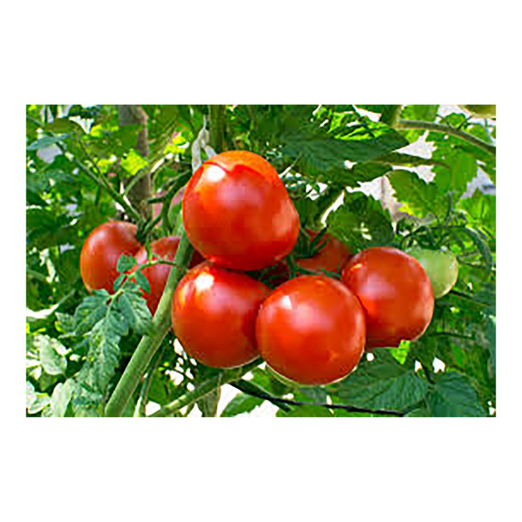 بذر گوجه فرنگی گرین فارم کد GR-GJ بسته 3 عددی