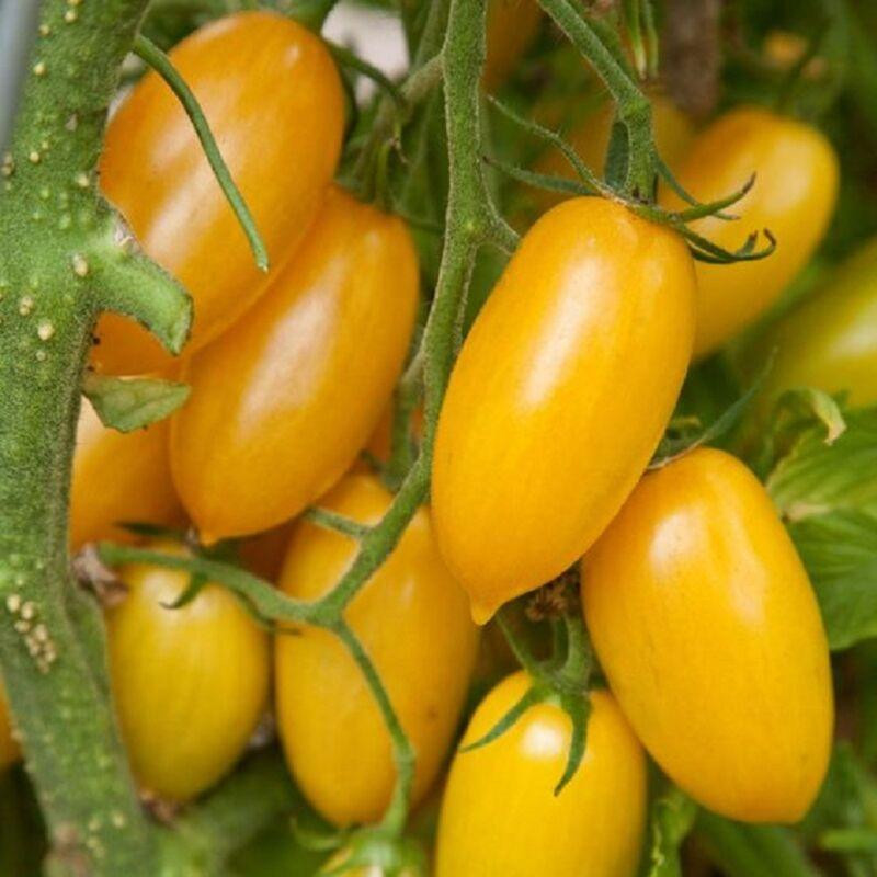 بذر گوجه زیتونی زرد درشت درختی وانیا سید مدل BA1886