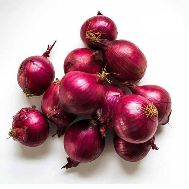 بذر پیاز قرمز وانیا سید مدل BS1828