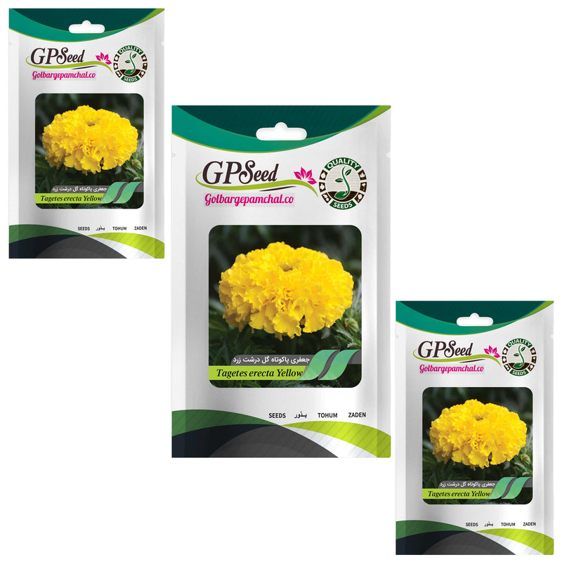 بذر گل جعفری پاکوتاه گلدرشت زرد گلبرگ پامچال کد GPF-038 مجموعه 3 عددی