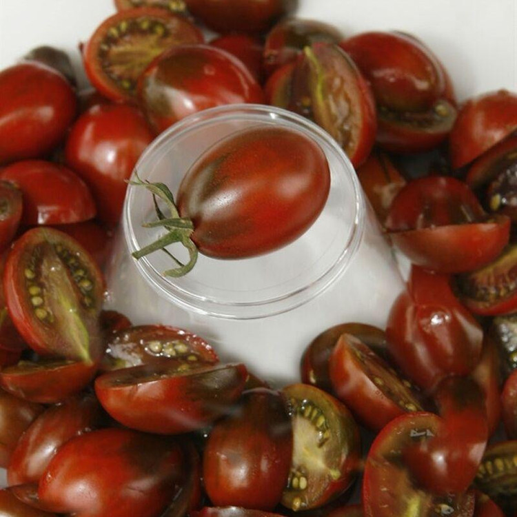 بذر گوجه زیتونی خرمایی درختی وانیا سید مدل BA1579