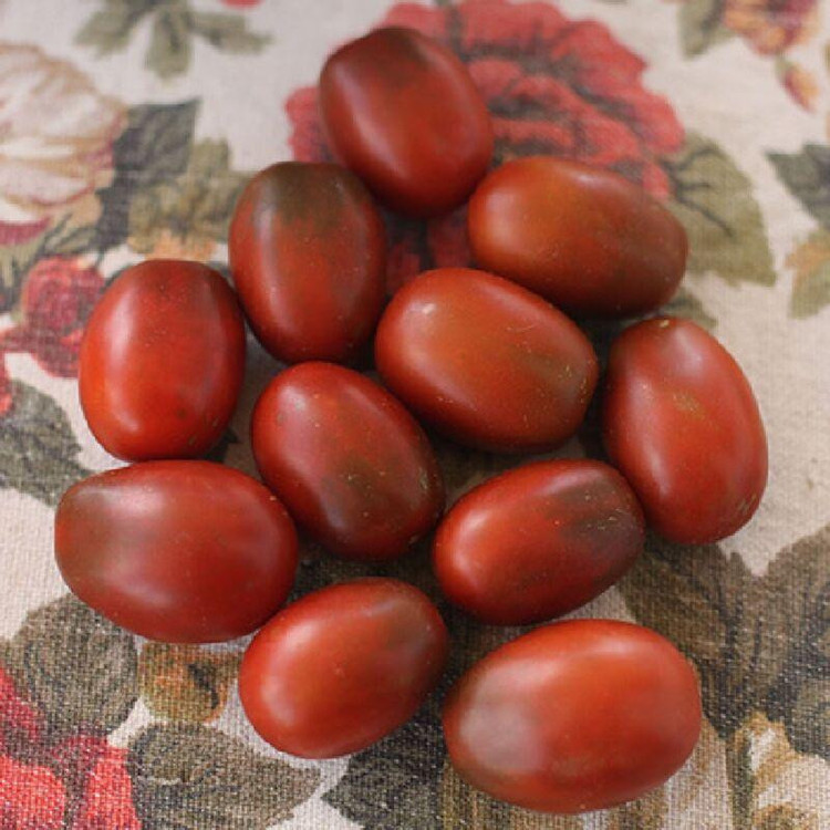 بذر گوجه زیتونی خرمایی درختی وانیا سید مدل BA1579