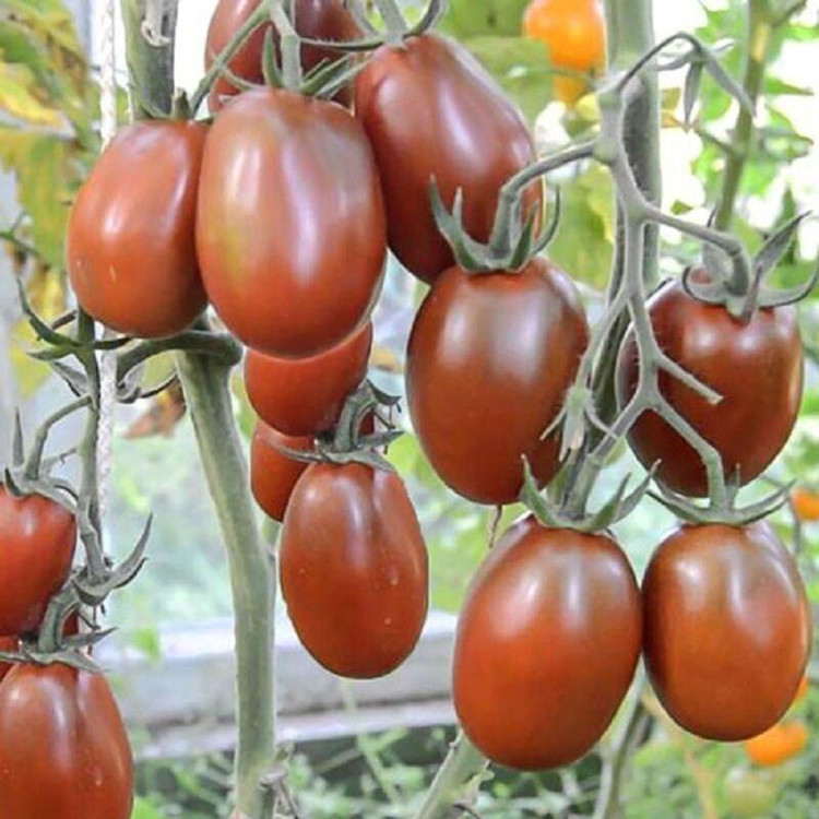 بذر گوجه زیتونی خرمایی درختی وانیا سید مدل BA1579